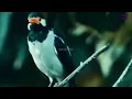 Download Lagu Burung Jalak Suren di Alam Liar | Berkicau / Memberi Makan Anaknya | Jalak Suren / Jalak Uret Gacor