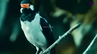 burung jalak suren di alam liar berkicau memberi makan anaknya jalak suren jalak uret gacor