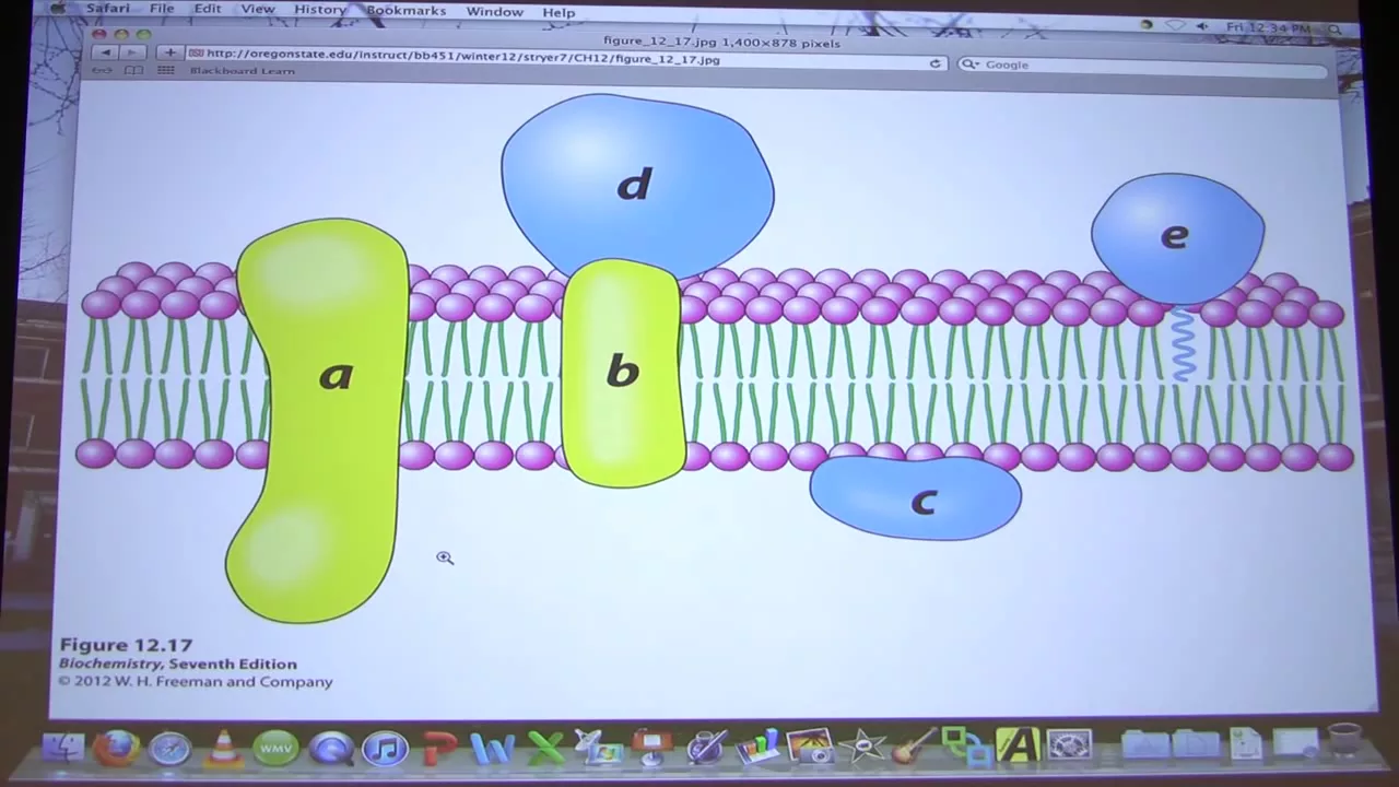 #30 Biochemistry Lipids and Membranes Lecture for Kevin Ahern's BB 451/551