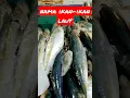 nama ikan-ikan laut