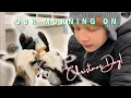 What does Christmas morning look like at Fluffy Feather Farm