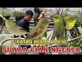 Download Lagu PIKAT KECIAL KUNING DENGAN GETAH KARET || SUARA CIAK NGEKER KECIAL KUNING PIKATAN KECIAL KUNING JOSS