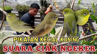 pikat kecial kuning dengan getah karet suara ciak ngeker kecial kuning pikatan kecial kuning joss