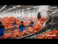 50 000 King Crabs Worth 12 Million Processed Inside the King Crab Factory Fishing Documentary