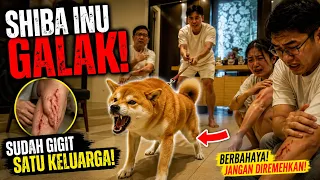 SHIBA INU GALAK ‼️ SUDAH GIGIT SATU KELUARGA 