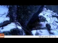 Bobcats caterwauling and mating