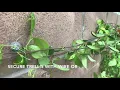 How to attach vines trellis ivy and other plants to the wall