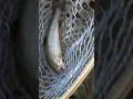 Maine Fly Fishing Kennebec River