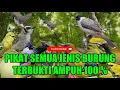 Download Lagu Suara Pikat Semua Jenis Burung Ribut Terbukti Ampuh 100%