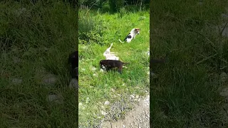 سگ های محله مادر ودختر در حال نوازش هم  سگ های محله مادر ودختر در حال نوازش هم