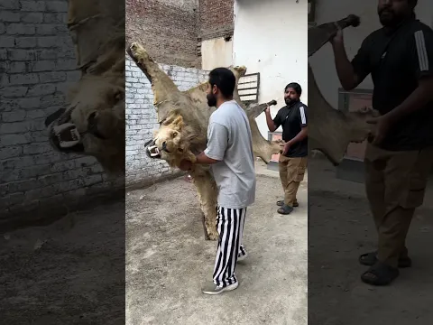 Acha bhala hota tha😭💔simba mera wapis aja #ytshorts #ytshortsindia #unfrezzmyaccount #pets #wild