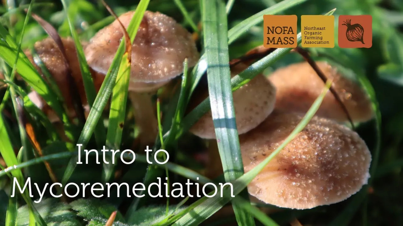 Intro to Mycroremediation with Willie Crosby