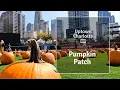 Come With Us to the pumpkin patch in Uptown Charlotte NC
