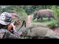 Download Lagu BERBURU BABI HUTAN : DANGEROUS WILD BOAR INVASION: 9 perfect shot females \u0026 amazing hunters!