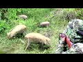 Download Lagu FULL KOMPILASI😱😱 3 HARI BERBURU BABI HUTAN//ROBOHKAN 3 EKOR ROMBONGAN BABI JUMBO
