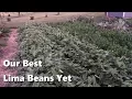 Our Best Lima Beans Yet
