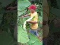 Download Lagu Cara Mengenal Daun Talas Beneng