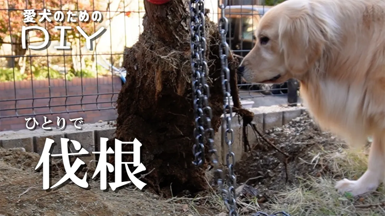 【庭DIY】前の住人が埋めた木を切って抜く #1day 【伐根】