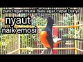 Lagu pancingan murai batu agar cepat bunyi BONGKAR ISIAN