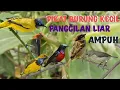 Download Lagu suara pikat burung kecil ribut dan kutilang sutra ribut