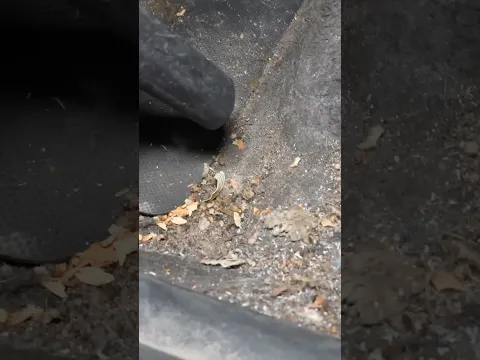 Satisfying Vacuuming ASMR Close Up!