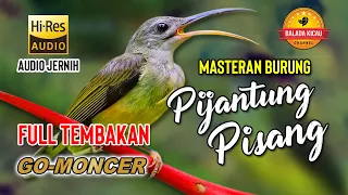 Download JADI PERHATIAN JURI  ||  MASTER TEMBAKAN KASAR PIJANTUNG PISANG MP3