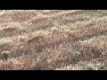 Download Lagu LUPO a CACCIA DI LEPRI, mimetismo Vs potenza, chi la spunterà? WOLF HUNTS HARE, who will succeed?