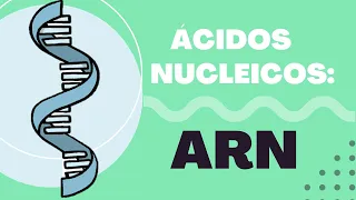Introducción a los Ácidos Nucleicos: ¿Qué es el ARN? (Estructura, ARNm, ARNt, ARNr y Función) 🔬