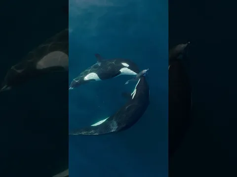 Bad day to be a (small) dolphin! #orca #killerwhale