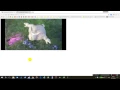 URL Casesensitive Browser Cache Problems