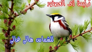 ترنيمة زى العصفور ما وجد بيته بصوت الشماس هانى غالى 