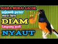 Suara kicauana murai batu gacor BIKIN MURAI JANTAN DIAM JADI NYAUT DAN NAIK BIRAHI!MASTER SANG JUARA