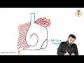 Anatomy of the Right Atrium
