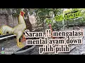 Lagu Cara sederhana memperbaiki mental Ayam yang pilih-pilih |sigit 185|
