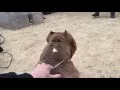 American Pocket Bully - Working Dog