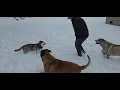 English Mastiff Husky Play Day in Winter Snow Storm in Little Rock Arkansas January 10 2025