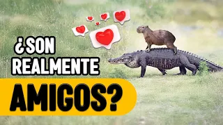 7 COSAS QUE NO SABES DEL CAPIBARA