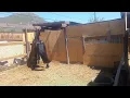 Gitano