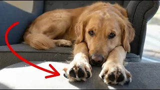 10 Signs Your Dog Is Living a Truly Happy Life