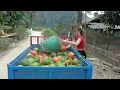 Download Lagu Harvesting GAC Fruit with 3-Wheeled Vehicle 🍊 Transporting to Market and Selling Fresh Produce