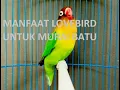 Download Lagu MANFAAT BURUNG LOVEBIRD UNTUK PEMASTERAN MURAI BATU