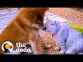 Download Lagu Dog Didn't Like Cuddling Until A Kitten Came Into His Life | The Dodo