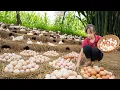 Download Lagu Harvesting 500+ Farm Eggs \u0026 Goes to Market Sell - Encountering Wild Animals | Primitive Village Life