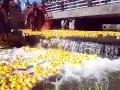 Corn Ducky Derby-2013