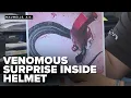 Venomous snake found hiding in Arkansas high school football player s helmet