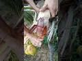 Download Lagu Coconut toddy best natural wine