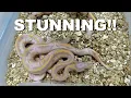 Awesome Banana Pied And Confusion Ball Python Clutch Update