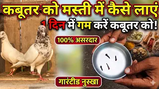 कबूतर को मस्ती में कैसे लाए 1 दिन में गरम करें कबूतर को/ How to bring pigeon in fun, heat the pigeon