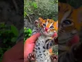 Download Lagu Pria ini menemukan kucing yang sangat unik dan merawatnya.