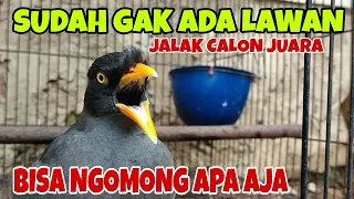 burung jalak kebo bisa ngomong jalak calon juara